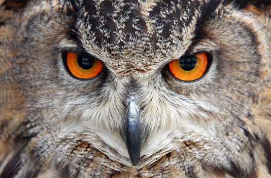 ���� - ������ ������ - ��������