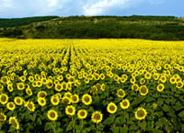 Народные праздники в августе