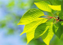 Народные праздники в июле