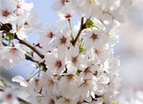 Народные праздники в мае