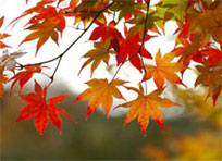 Народные праздники в октябре