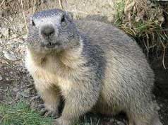 2 февраля - День сурка