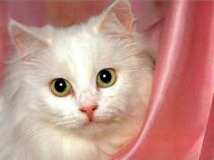 22 февраля  - День кошки в Японии