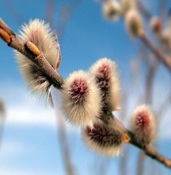 21 марта — Весенний солнцеворот, Вербоносица
