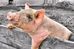 27 марта — Венедиктов день, Скотник