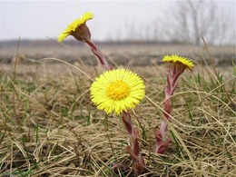10 апреля - Илларион — Выверни оглобли