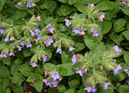 26 апреля - Фомаида Медуница