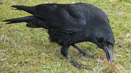 27 апреля - Мартын Лисогон