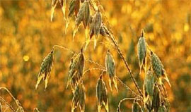 7 мая - Евсей - Овсы отсей