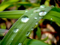 19 мая - Иов Горошник