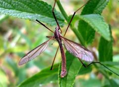 26 мая - Лукерья Комарница