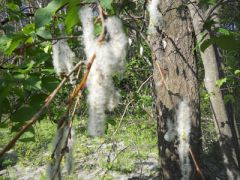 1 августа - Макринин день, Мокрины