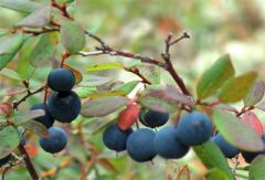 4 августа - Мария Ягодница