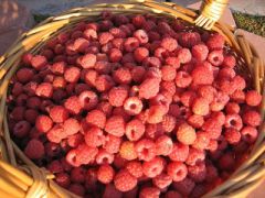 17 августа - Авдотья Малиновка, Огуречница, Сеногнойка