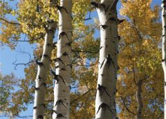 16 октября - Денис Позимний