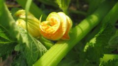 2 июня - Тимофей Грядочник