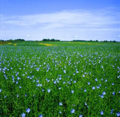 3 июня - Оленин день