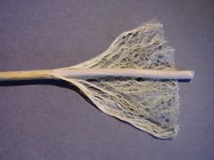 5 июня - Левон Огуречник, Левон Конопляник