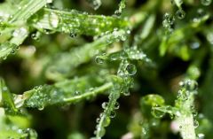 7 июня - Иван — Медвяные росы