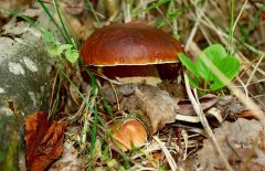 11 июня - Феодосья Колосятница