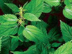 27 июня - Елисей Гречкосей