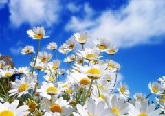 28 июня - День Фита